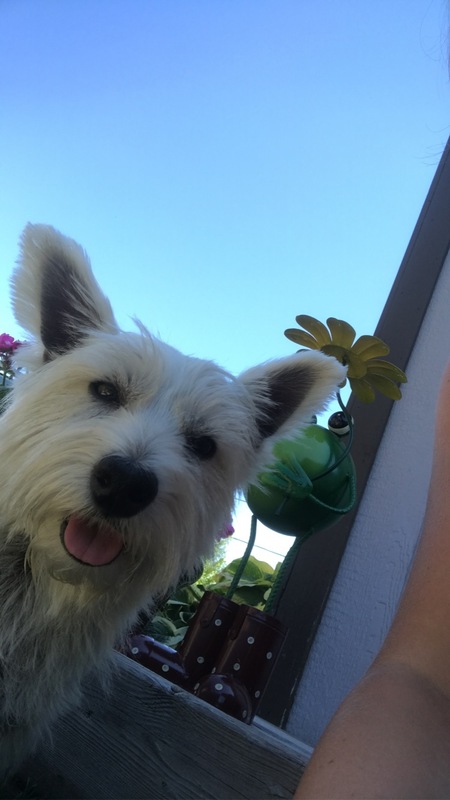 Entry image for Shelby . Clicking this image will show a larger photo