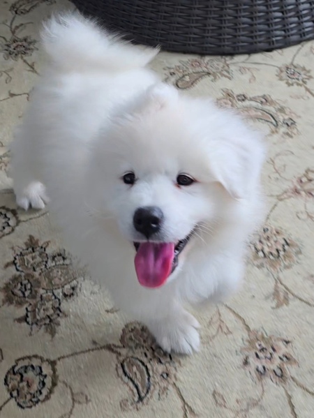 Entry image for Kodi. Clicking this image will show a larger photo