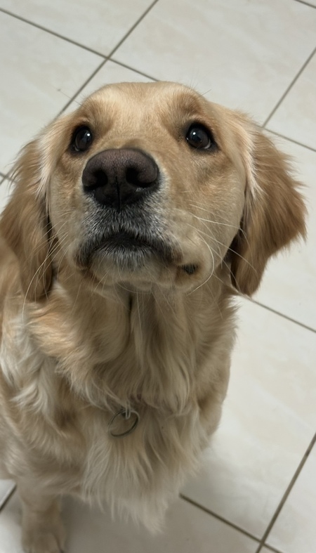 Entry image for Azzy. Clicking this image will show a larger photo