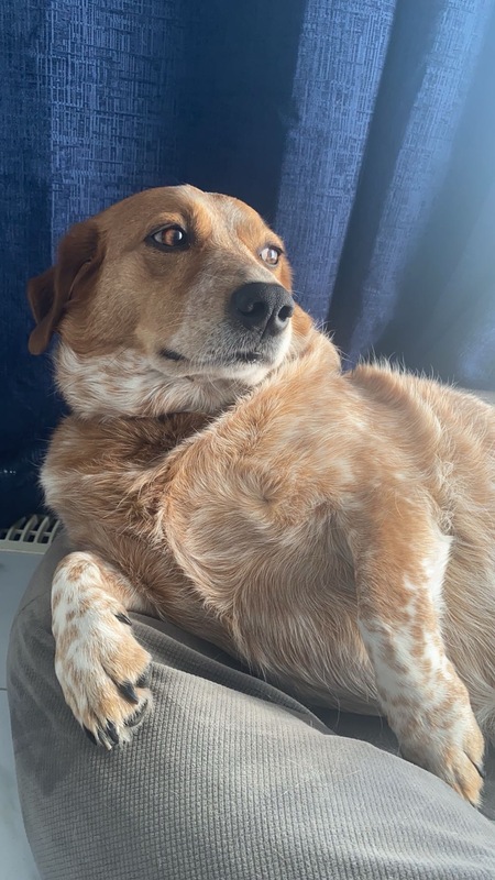 Entry image for Maggie. Clicking this image will show a larger photo