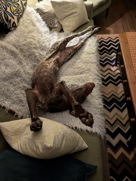 Entry image for otto. Clicking this image will show a larger photo