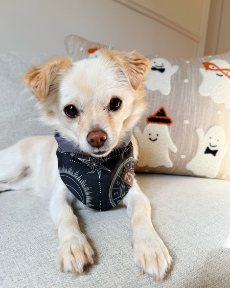 Entry image for Yuzu. Clicking this image will show a larger photo