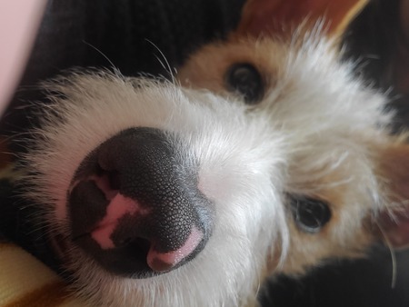 Entry image for Russell. Clicking this image will show a larger photo