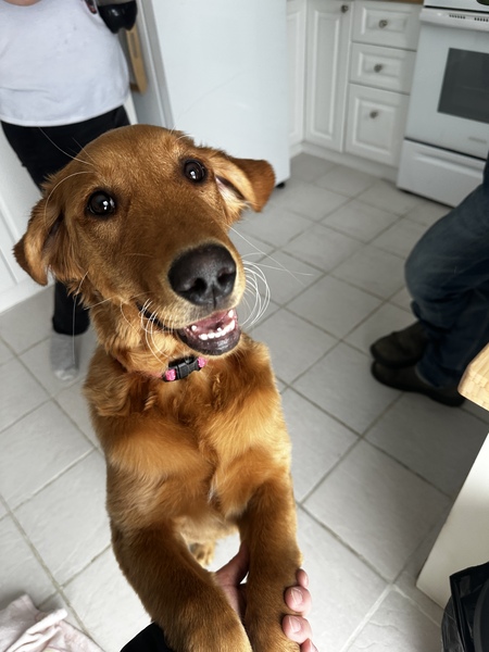 Entry image for Lainey. Clicking this image will show a larger photo