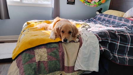 Entry image for Willow. Clicking this image will show a larger photo