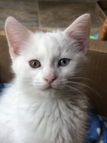 Entry image for Milo. Clicking this image will show a larger photo