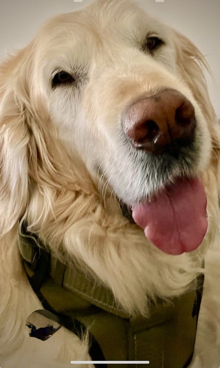 Entry image for Indiana Jones . Clicking this image will show a larger photo