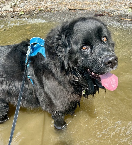 Entry image for Baloo. Clicking this image will show a larger photo