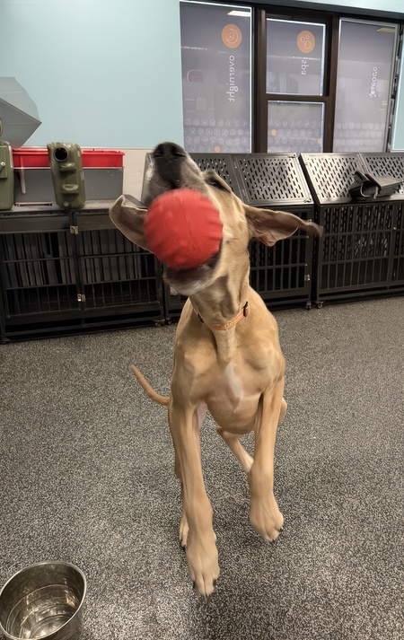 Entry image for Alice. Clicking this image will show a larger photo