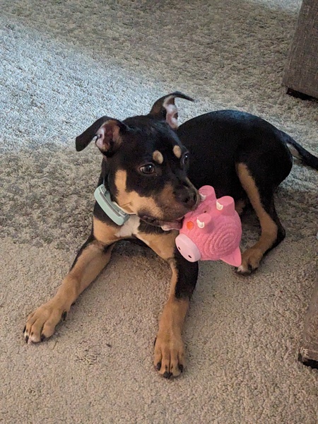 Entry image for Spinelli. Clicking this image will show a larger photo