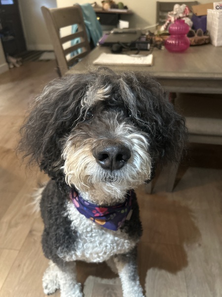 Entry image for Pippin. Clicking this image will show a larger photo