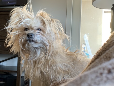 Entry image for Oliver. Clicking this image will show a larger photo