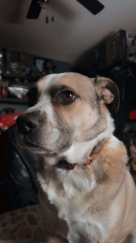 Entry image for Bowie . Clicking this image will show a larger photo