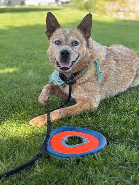 Entry image for Wallace. Clicking this image will show a larger photo