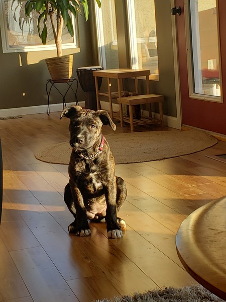 Entry image for Daisy . Clicking this image will show a larger photo