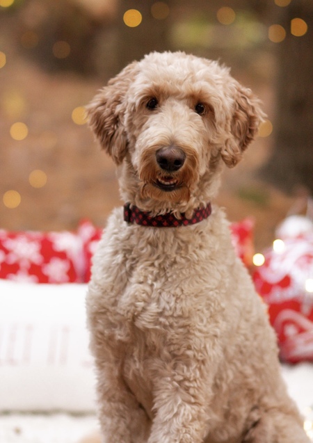 Entry image for Henry. Clicking this image will show a larger photo