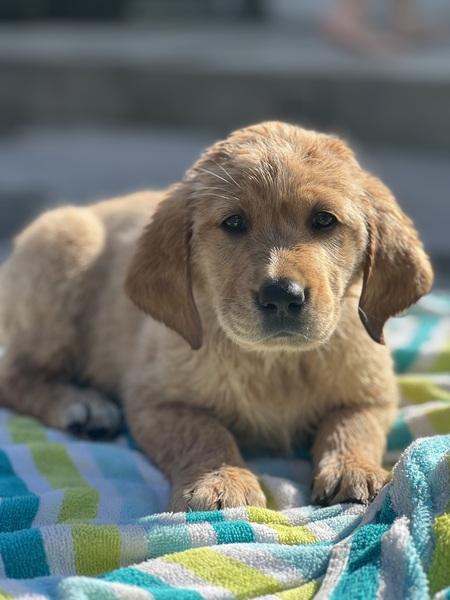 Entry image for Astrid. Clicking this image will show a larger photo