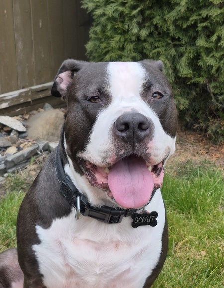 Entry image for SCOUT. Clicking this image will show a larger photo