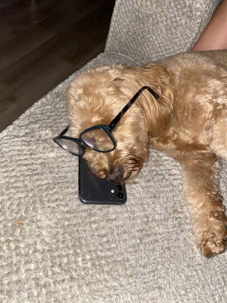 Entry image for Ginger . Clicking this image will show a larger photo