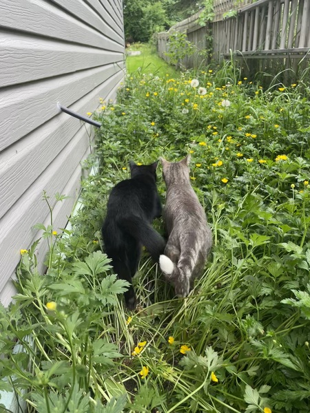 Entry image for Slinks and spud. Clicking this image will show a larger photo