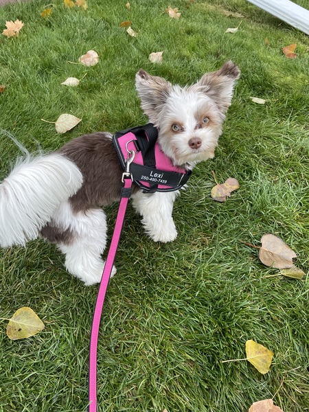 Entry image for Lexi. Clicking this image will show a larger photo