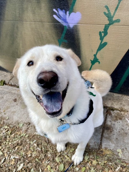 Entry image for Jake. Clicking this image will show a larger photo