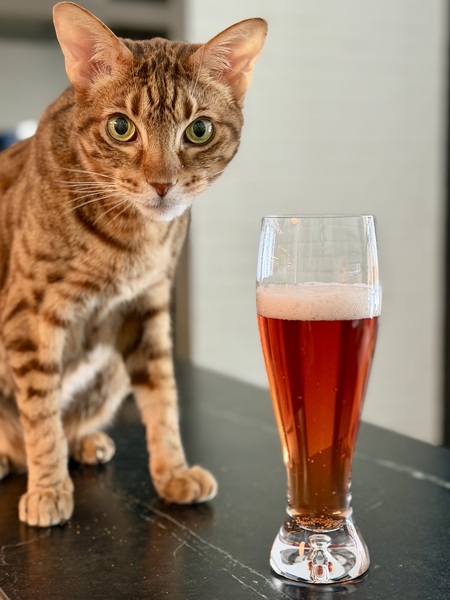 Entry image for Bear. Clicking this image will show a larger photo