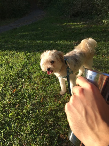 Entry image for Chesha . Clicking this image will show a larger photo