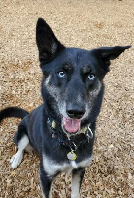 Entry image for Marley. Clicking this image will show a larger photo