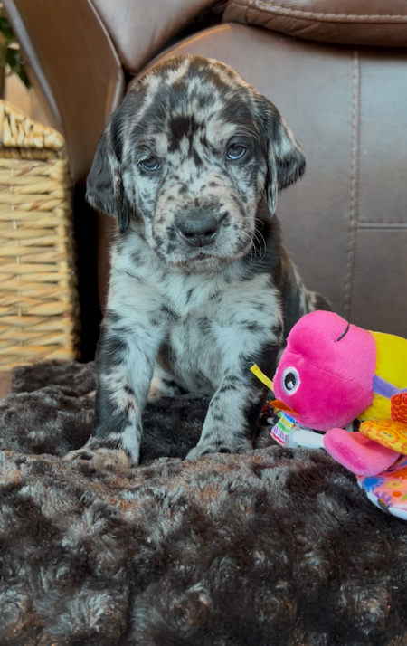 Entry image for Onyx. Clicking this image will show a larger photo