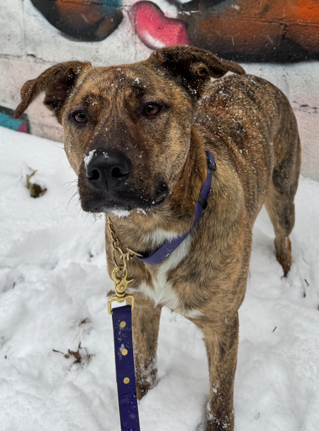 Entry image for Cupcake . Clicking this image will show a larger photo