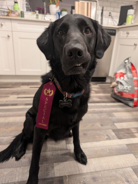 Entry image for Harvey Darvey. Clicking this image will show a larger photo