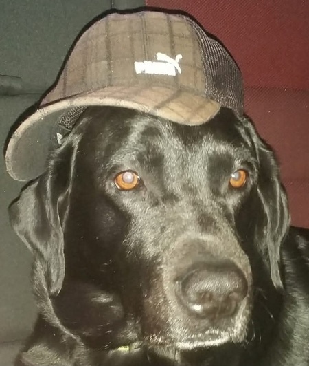 Entry image for Bear. Clicking this image will show a larger photo