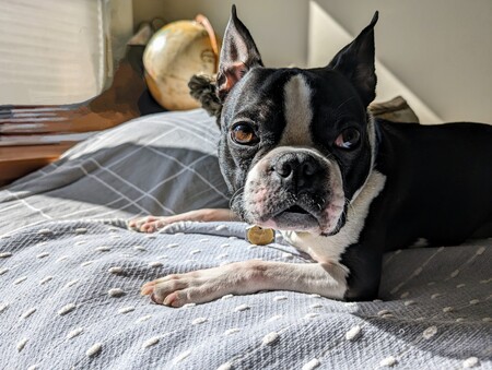 Entry image for Lenny. Clicking this image will show a larger photo