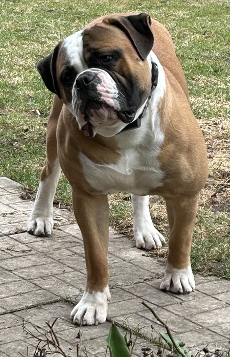 Entry image for Moose. Clicking this image will show a larger photo