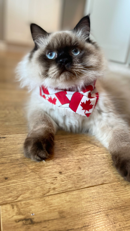 Entry image for Louie. Clicking this image will show a larger photo