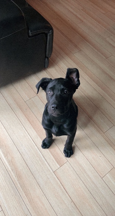 Entry image for Tucker. Clicking this image will show a larger photo