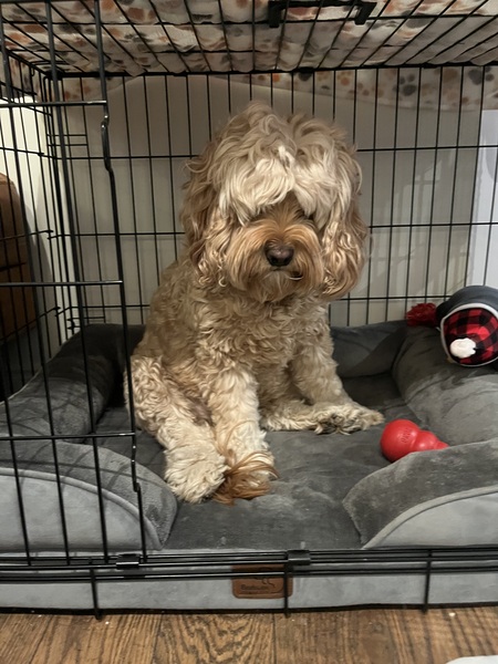 Entry image for Honey. Clicking this image will show a larger photo