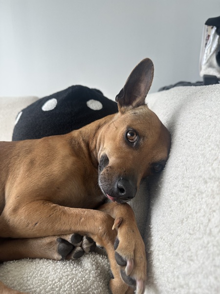 Entry image for Vino. Clicking this image will show a larger photo