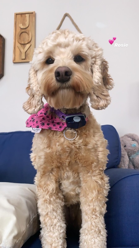 Entry image for Rosie. Clicking this image will show a larger photo