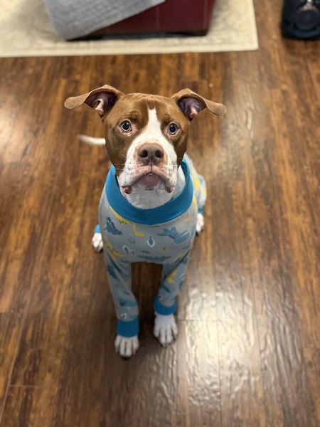 Entry image for Bubba. Clicking this image will show a larger photo