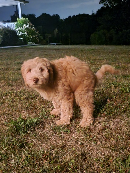 Entry image for Remy. Clicking this image will show a larger photo