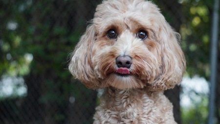 Entry image for Sophie. Clicking this image will show a larger photo