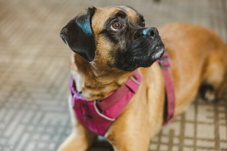 Entry image for Maple. Clicking this image will show a larger photo