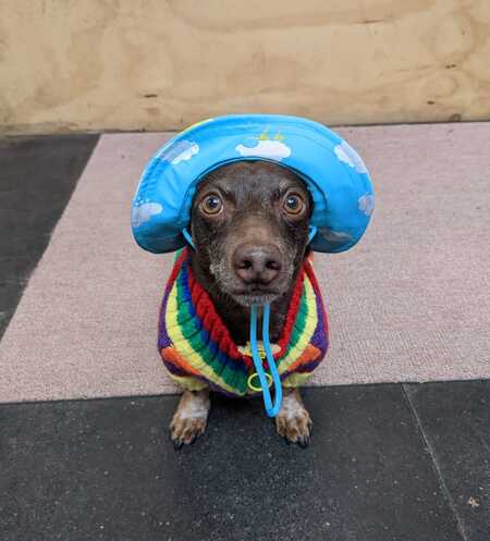 Entry image for Radler. Clicking this image will show a larger photo