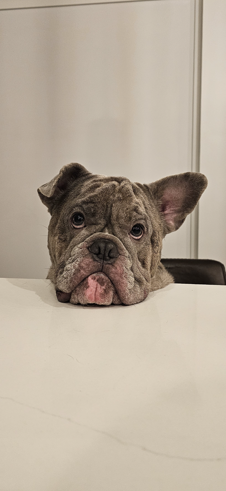 Entry image for Spud. Clicking this image will show a larger photo