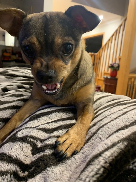 Entry image for Cardi. Clicking this image will show a larger photo