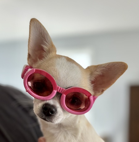 Entry image for Nova. Clicking this image will show a larger photo