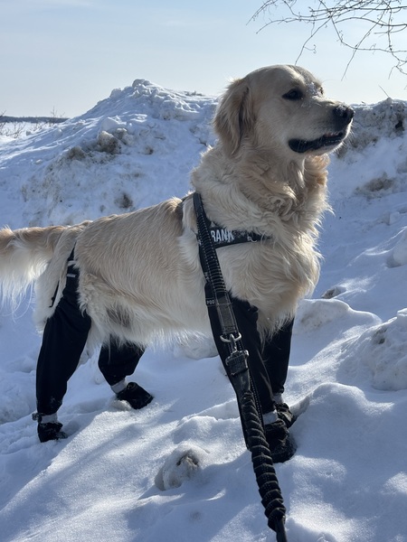 Entry image for Frank The Tank. Clicking this image will show a larger photo