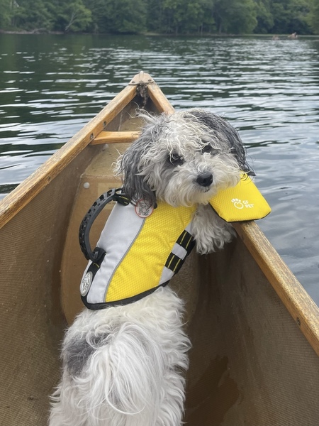 Entry image for Birdie. Clicking this image will show a larger photo